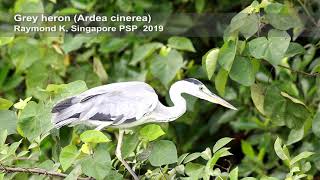 Grey heron (Ardea cinerea) - Pasir Ris Park