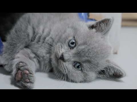 Video: Si Të Kujdesemi Siç Duhet Për Macet British Fold