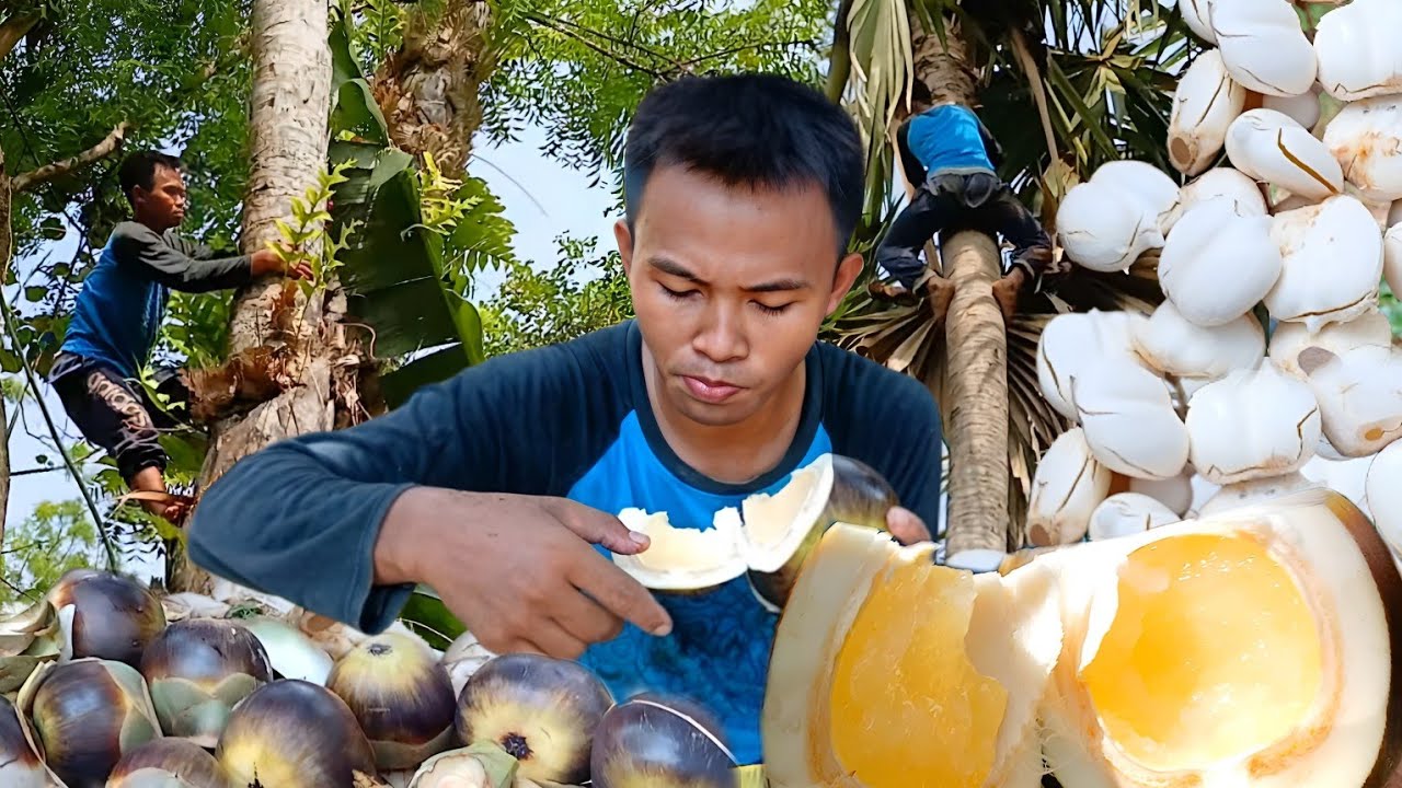 PANEN BUAH LONTAR KOPYOR PALING LANGKA DI DUNIA!! Hanya 1 Dari 1 Juta Orang Yang Pernah Nyobain