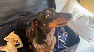 WHAT HAPPENS WHEN MINI DACHSHUND IS REUNITED WITH MOM AFTER A WEEK'S ABSENCE ?