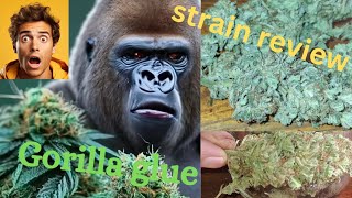gorilla glue strain review homegrown. #medicalcannabis #review #entertainment