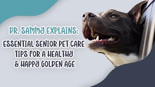 Dr. Sammy Explains: Essential Senior Pet Care Tips for a Healthy & Happy Golden Age