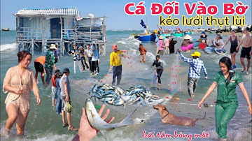 Mùa cá đối vào bờ trúng kéo lưới thụt lùi ở bãi tắm quá đẹp Long Hải Vũng Tàu