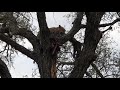 Female Leopard Eating Her Kill While Hyena Waiting Under The Tree