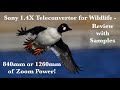 Sony 1.4X Teleconvertor for Wildlife Photography - Is It Any Good? Review of 1.4XTC with Samples