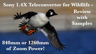 Sony 1.4X Teleconvertor for Wildlife Photography - Is It Any Good? Review of 1.4XTC with Samples