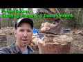 Skidding, Planting, &amp; Deer Challenges on my 50 Acres in Skagit