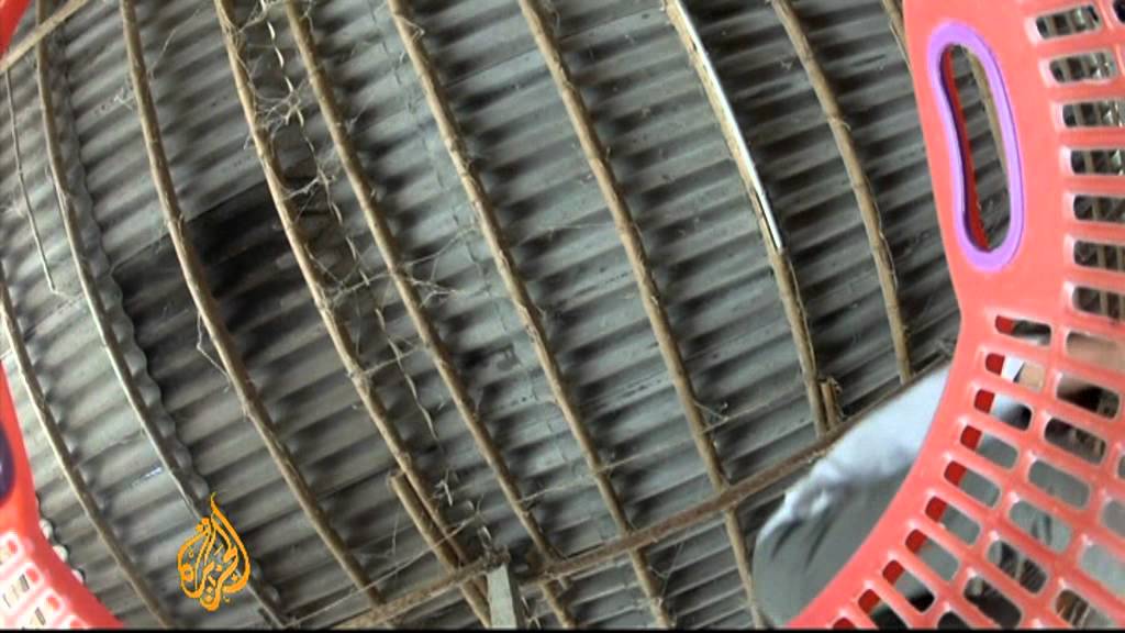 Vietnamese scientists seek bird flu vaccine