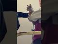 #shorts お見送りラパちゃん　ザ・キャッツにて　那須どうぶつ王国　2026年10月2日