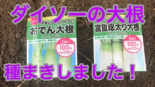 【ダイソーの大根の種まき】大根は秋の彼岸までに種をまけ！宮重総太り大根　おでん大根