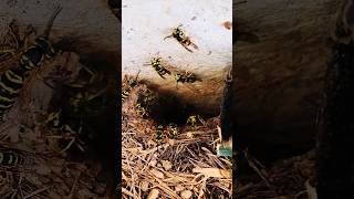 AGGRESSIVE Yellow Jackets Underground Nest ATTACK! #fyp #viralvideo #hornetking
AGGRESSIVE Yellow Jackets Underground Nest ATTACK! #fyp #viralvideo #hornetking AGGRESSIVE Yellow Jackets Underground Nest ATTACK! #fyp #viralvideo #hornetking