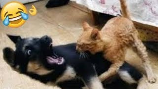 🤣🤣Friendship Dogs & Cats That Will Make Your Day Better 🐱🐶