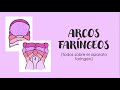 ARCOS FARÍNGEOS Y SUS DERIVADOS | Embriología de cara y cuello