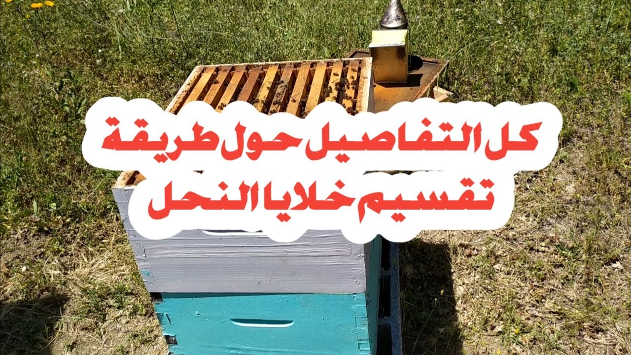 طريقة تقسيم خلية نحل إلى عدة خلايا بالرغم من عدم توفر ملكات جاهزة / التطريد الصناعي