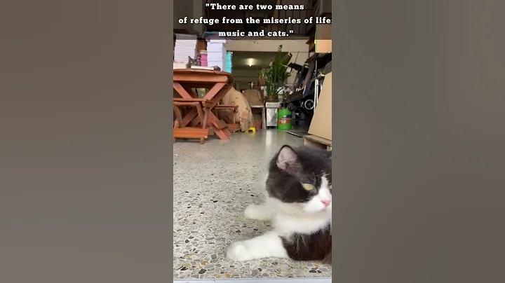 Video 11502551: cute cat collection, cats collection funny, pets love, best funny cat, longing