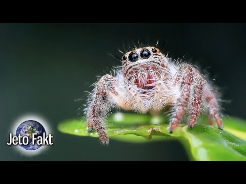 Video: Nejnebezpečnější Pavouci Na Světě