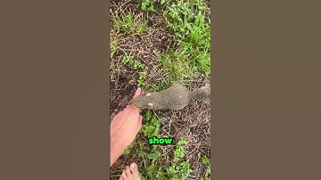 this squirrel wanted to show her new nest that she build alone