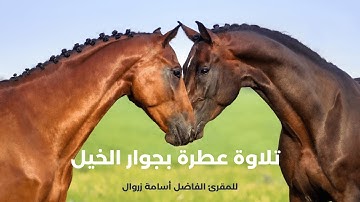 تلاوة عطرة  للمقرئ الفاضل أسامة زروال بجوار الخيل