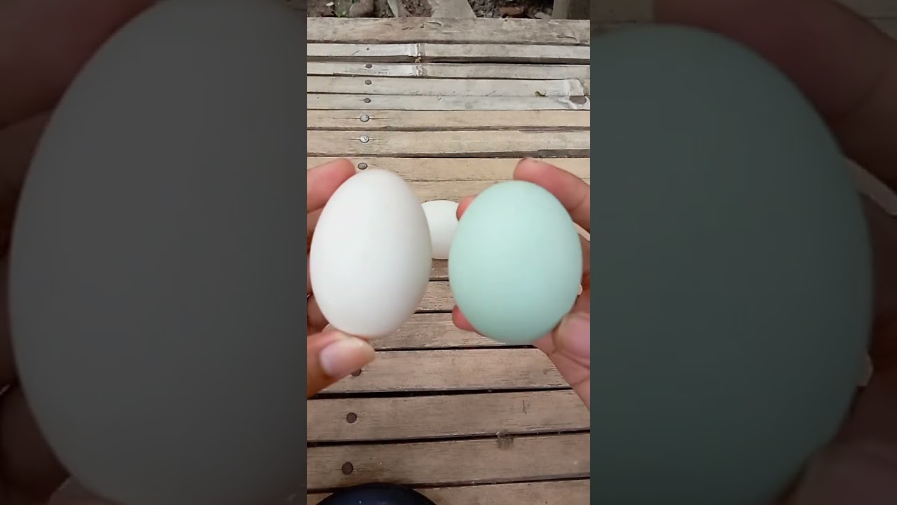 INI BEDANYA TELUR BEBEK PEKING DAN LOKAL 😱 