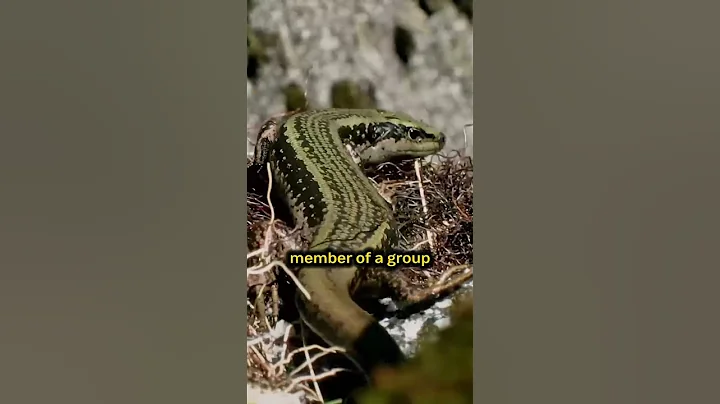 25 Rare and Unknown Animals from Oceania and Eurasia