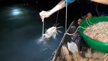 giăng Câu Bằng Mồi Tôm Lóng Những Con Cá Sủ Và Cá Ngát Lần Lượt Lên Xuồng # SĂN BẮT ĐỒNG THÁP #