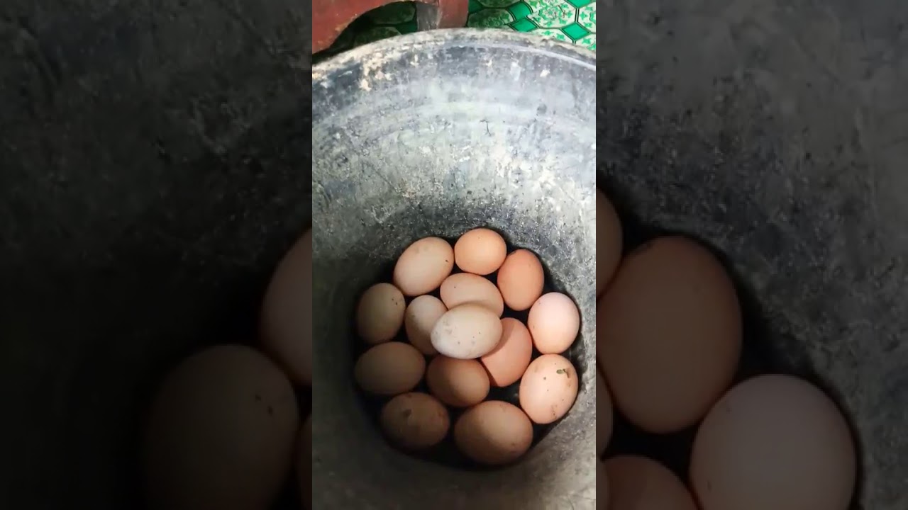 usaha pemula anak kampung ternak ayam petelur 50 ekor 