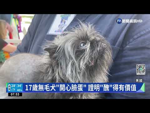 世界最醜狗大賽! "中國無毛犬"奪冠獲獎金｜華視新聞 20220626