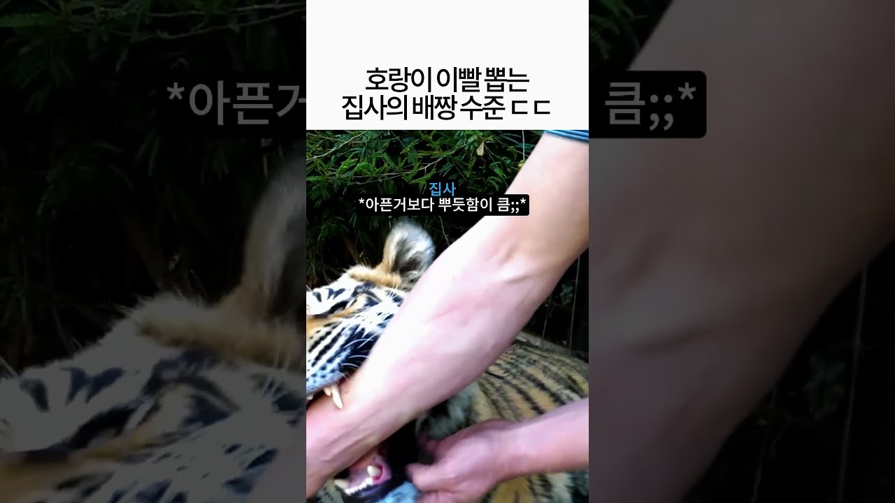 호랑이 이빨을 펜치로 그냥 뽑아버리는 집사 배짱 수준ㄷㄷ
