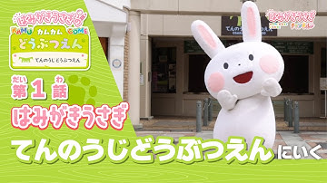 【予告】はみがきうさぎのカムカムどうぶつえん〜天王寺動物園のなかまたち〜ご案内