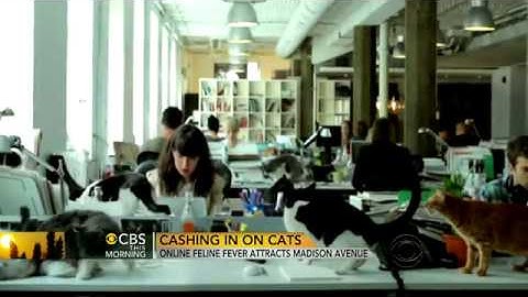Cat videos take over Internet, marketing world   CBS.News