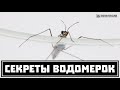 Водомерки. Секреты хождения по воде от необычных насекомых. // Clever Cricket