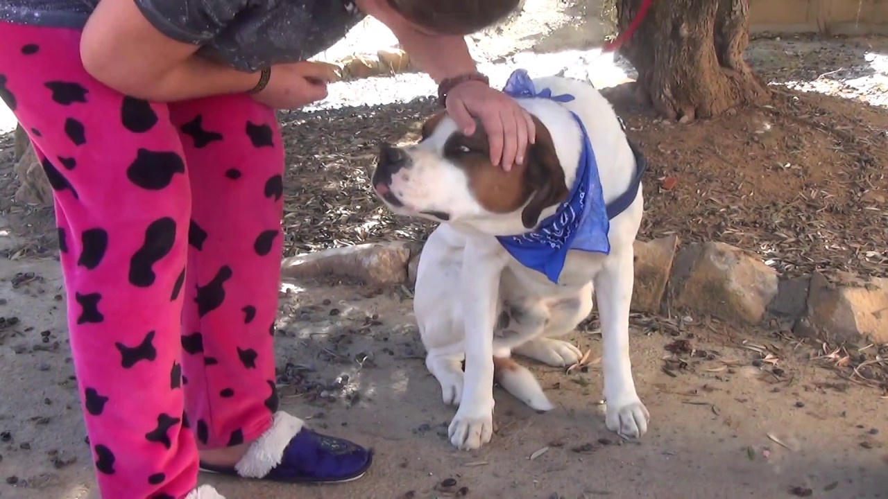 PABLO adopción perros cachorros
