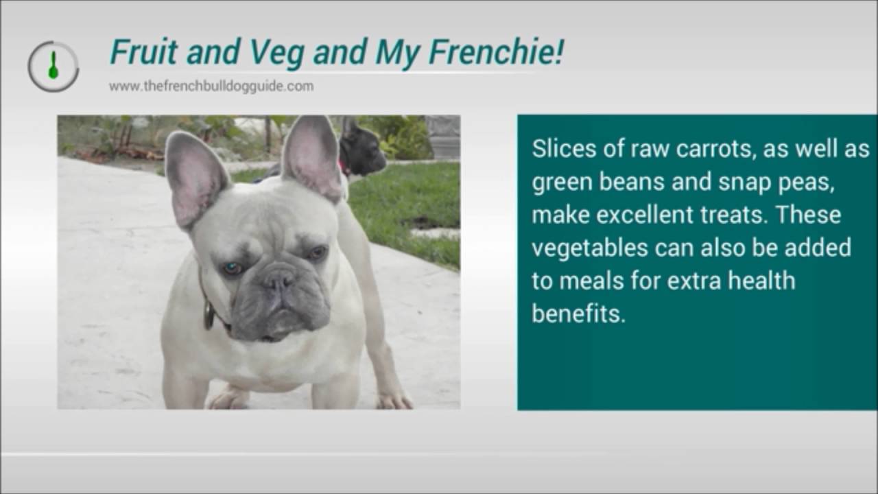 what can i feed my french bulldog puppy