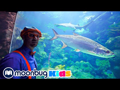 Blippi Visits an Aquarium | Sing With Blippi | Blippi | Kids Songs | Moonbug Kids