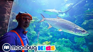 Blippi Visits an Aquarium | Sing With Blippi | Blippi | Kids Songs | Moonbug Kids