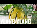 DWARF YLANG-YLANG: HOW TO GROW AND CARE, FLOWERING HOUSEPLANT INFORMATION