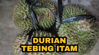 Muantapp Durian Tebing Itam