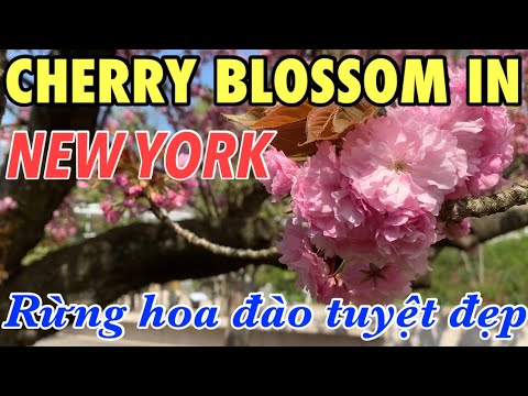 Video: Nơi Ngắm Hoa Anh Đào ở Brooklyn