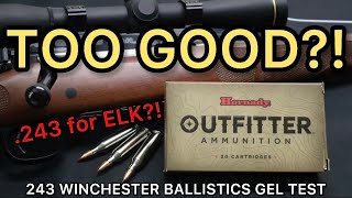 HAMMER or PIPSQUEAK?! 243 Winchester Hornady Outfitter 80gr CX Ammo Test