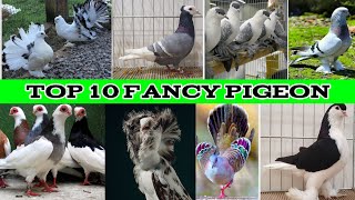 top 10 fancy pigeon price 2023