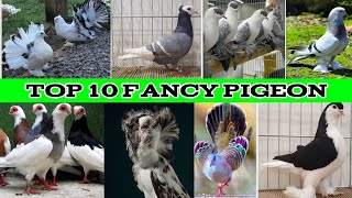 Top 10 Fancy Pigeon Price 2024 খব সনদর ১০ ট পযরর ছব ও নম দখ নও
