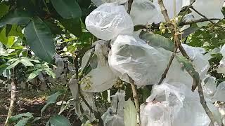 Cara Hemat Perawatan Tanaman,Tidak Bikin Kantong  Koyak Tapi Hasilnya Memuaskan.