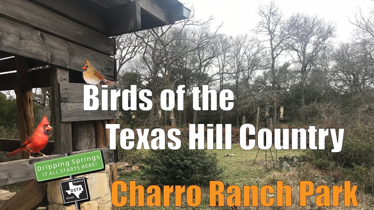 bird watching tours texas