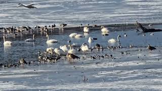 ✨ migratory birds2, park, Toechon