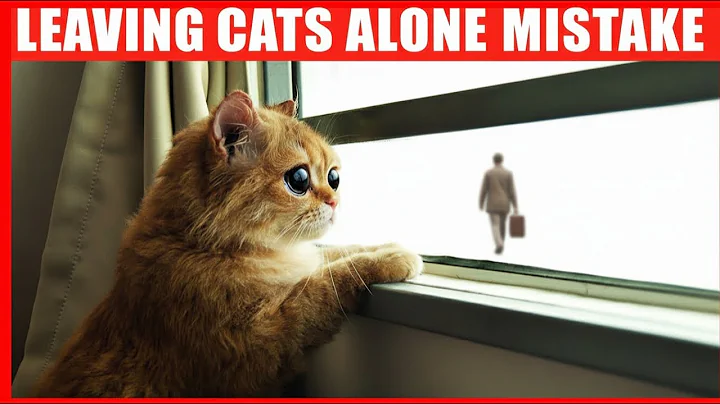 Mistakes You Should NEVER Do Before Leaving Your Cat Home Alone (Vet Explained)