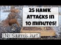 25 failed hawk attacks at my bird feeding station  compilation