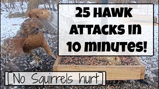 25 (Failed) Hawk Attacks at my Bird Feeding Station  Compilation Video