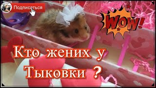 ХОМЯКИ В ЛАБИРИНТЕ💖 СВАДЬБА У ХОМЯЧКОВ 💖СЕРИАЛ ПРО ХОМЯКОВ