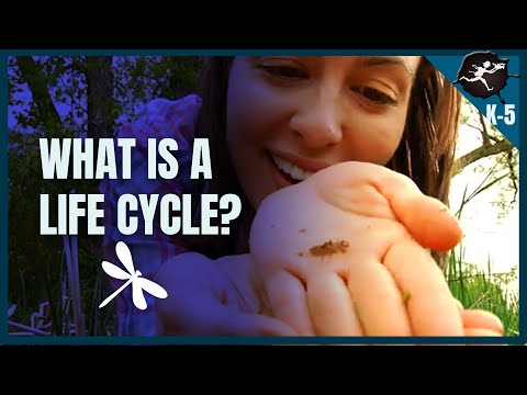 Life Cycles: Do Baby Animals Look Like Their Parents? K-5 Science Music Videos by Untamed Science