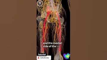 Nervous System Lower Limb | English | Dr.Health India | #youtubeshort #viralshort #ytshorts